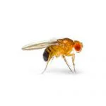 Fruit Fly